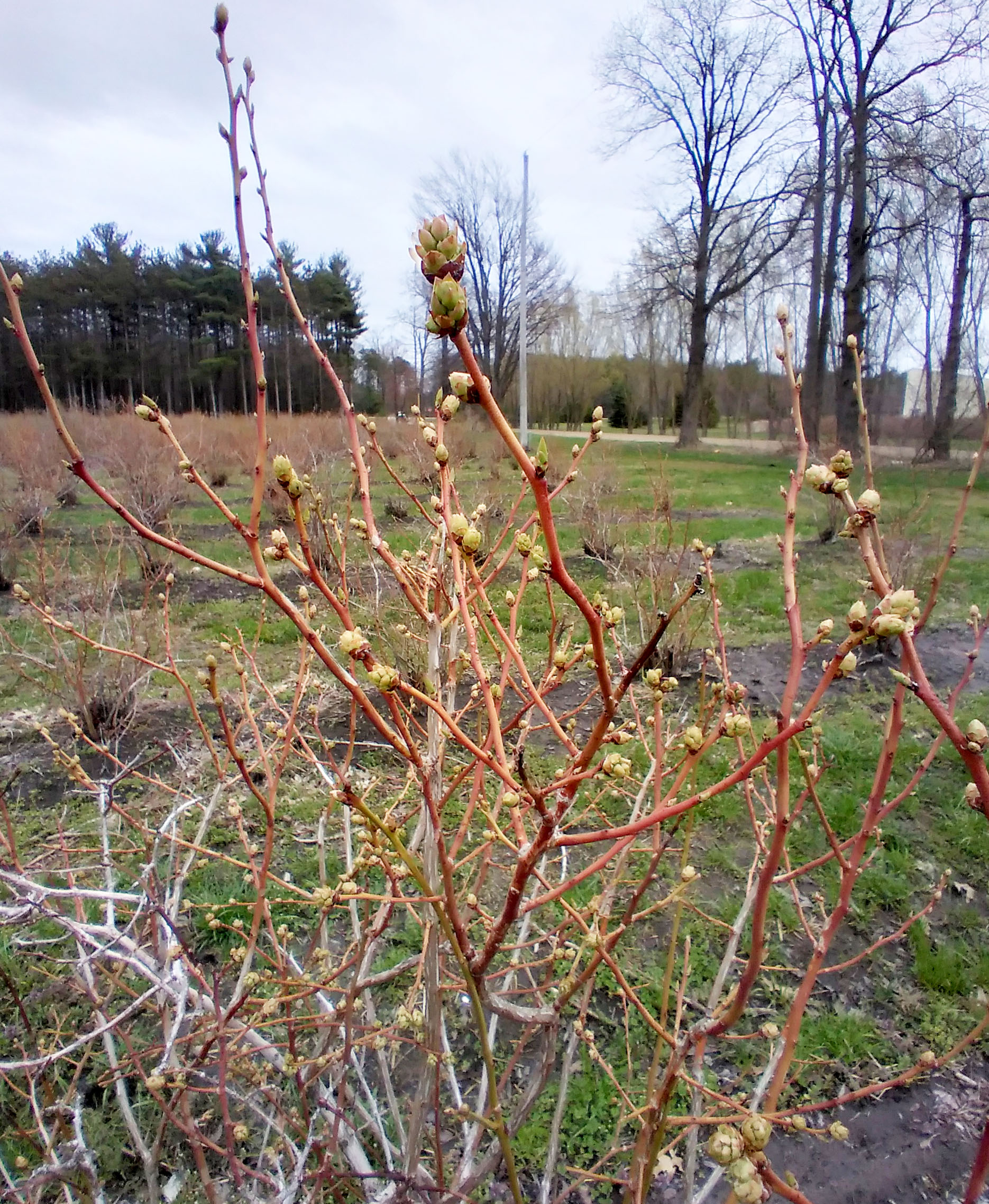 Bluecrop blueberries in tight cluster stage.